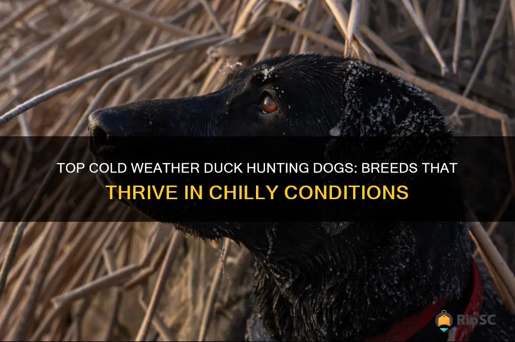 best cold weather duck hunting dog