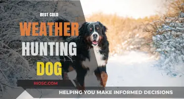 Top Breeds for Cold Weather Hunting: Finding the Perfect Canine Companion for Winter Adventures