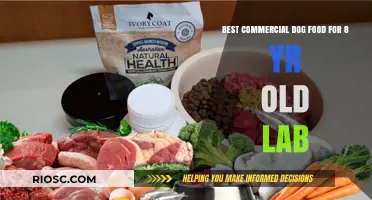 Top-Rated Commercial Dog Food Options for Your 8-Year-Old Labrador Retriever