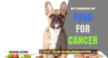 Top Commercial Dog Foods to Support Canine Cancer Care and Recovery