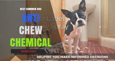 Effective and Safe Anti-Chew Chemicals to Protect Your Home from Curious Canines