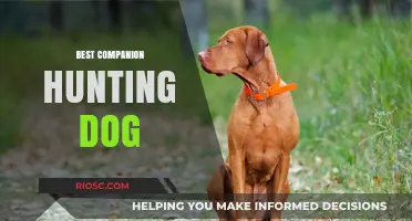 Top Traits to Look for in the Best Companion Hunting Dog