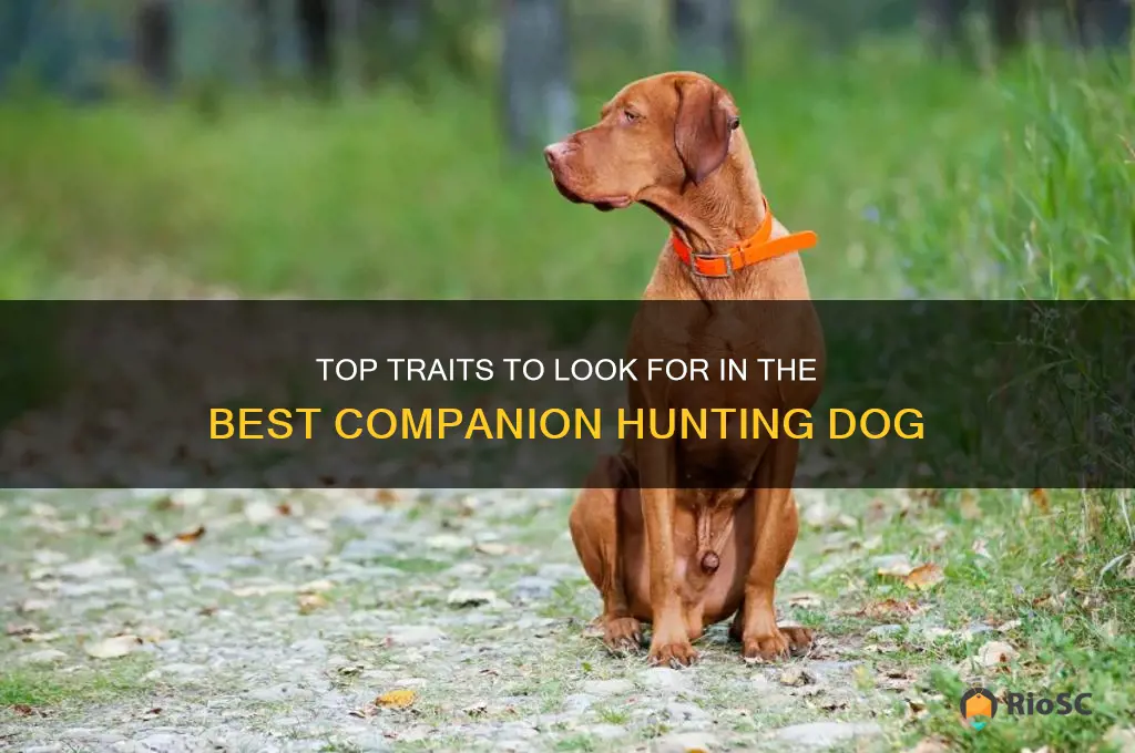 best companion hunting dog