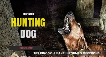 Top Traits and Breeds for the Ultimate Coon Hunting Dog Companion