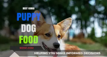 Nutrition for Your New Furry Friend: The Best Corgi Puppy Dog Food Options