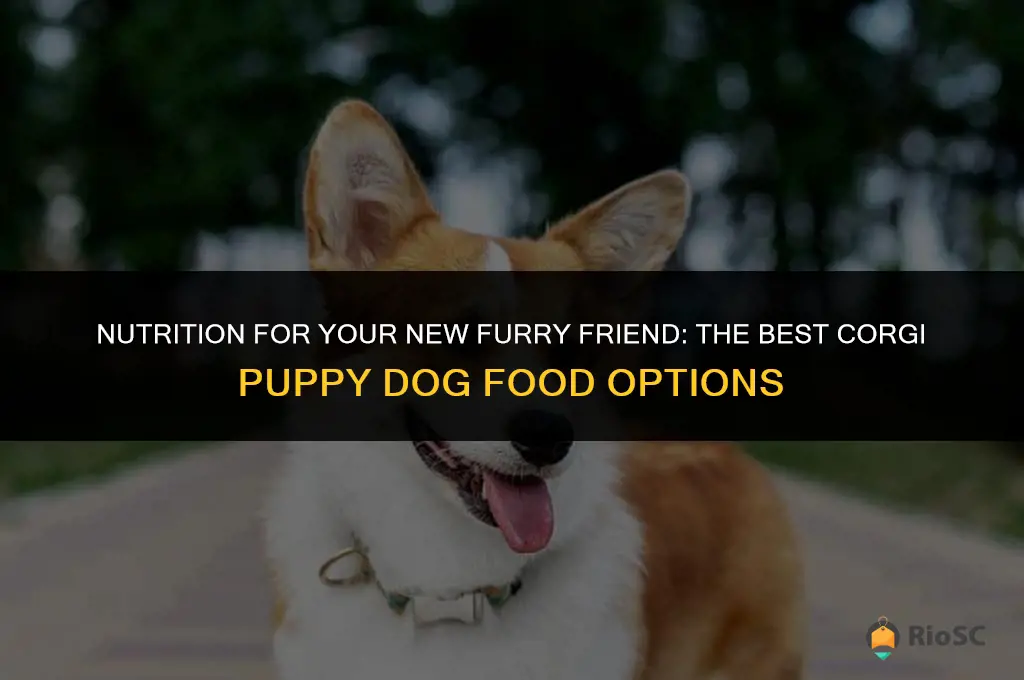 best corgi puppy dog food