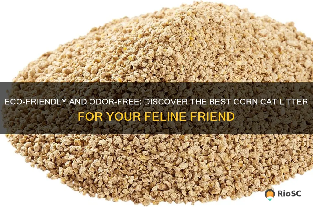 best corn cat litter