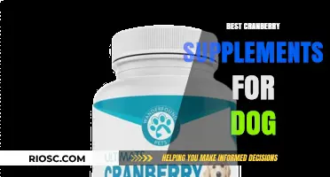 Top Cranberry Supplements for Dogs: Boost Your Pet's Urinary Health and Wellness