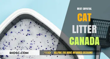Top Crystal Cat Litter Options in Canada: A Comprehensive Guide for Pet Owners