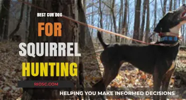 Top Cur Dog Breeds for Squirrel Hunting: Finding the Perfect Companion for the Chase