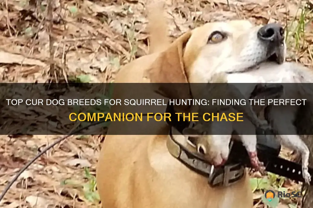 best cur dog for squirrel hunting