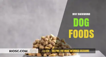 Top Picks for Your Dachshund's Diet: The Best Dog Foods for Long-Bodied Companions