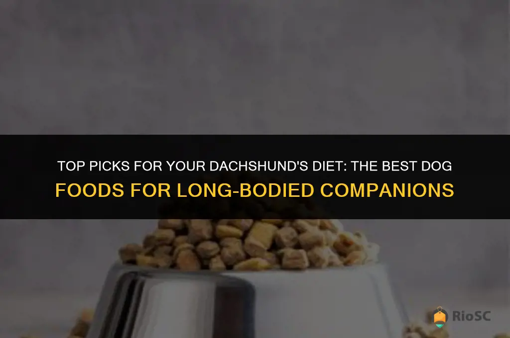 best dachshund dog foods