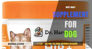 Top Daily Supplements to Boost Your Dog's Health and Vitality