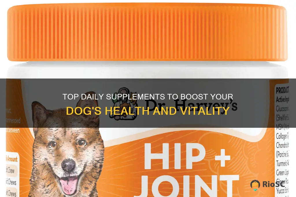 best daily supplement for dog