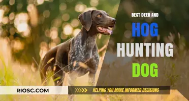 Top Breeds for Deer and Hog Hunting: The Ultimate Guide to Choosing Your Canine Companion