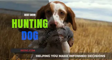 Top Breeds for Deer Hunting: Choosing the Best Dog for Your Next Hunt