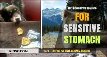 Top Picks for Dehydrated Dog Food: Gentle on Sensitive Stomachs