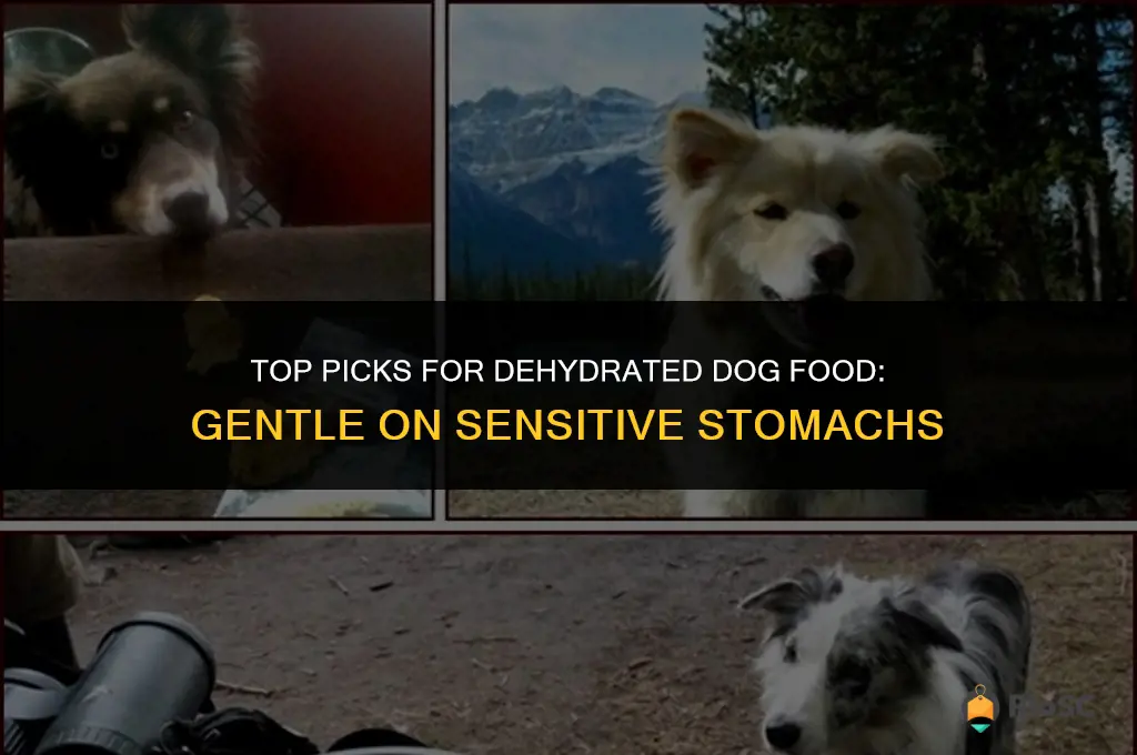 best dehydrated dog food for sensitive stomach