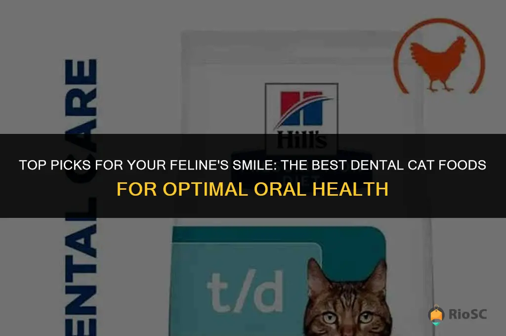 best dental cat food
