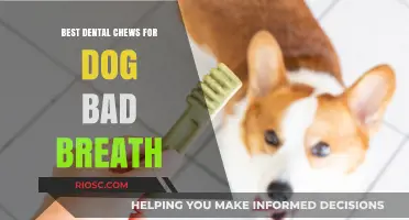 Freshen Your Dog's Breath: Top Dental Chews to Combat Bad Breath