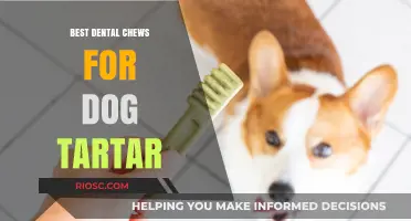 Top Dental Chews to Combat Dog Tartar: Keep Your Pup's Smile Healthy and Bright
