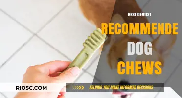 Top Dentist-Approved Dog Chews for Healthy Teeth and Gums