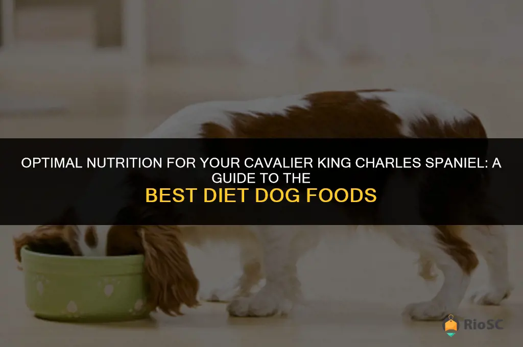 best diet dog food for cavalier king charles spaniel