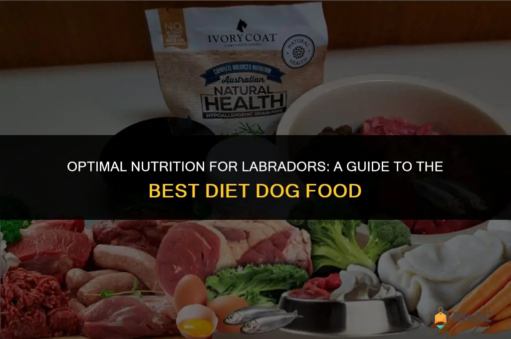 best diet dog food for labradors