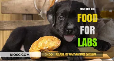 Nutritious and Delicious: Top Diet Dog Food Recommendations for Labrador Retrievers