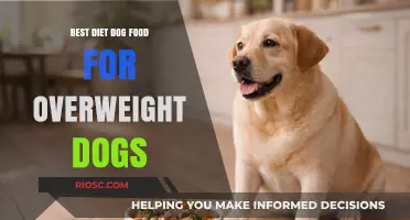 Slimming Down Fido: A Guide to the Best Diet Dog Foods for Overweight Dogs