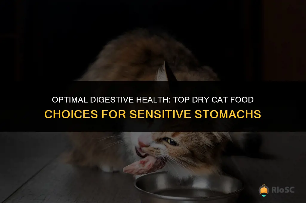 best digestion dry cat food