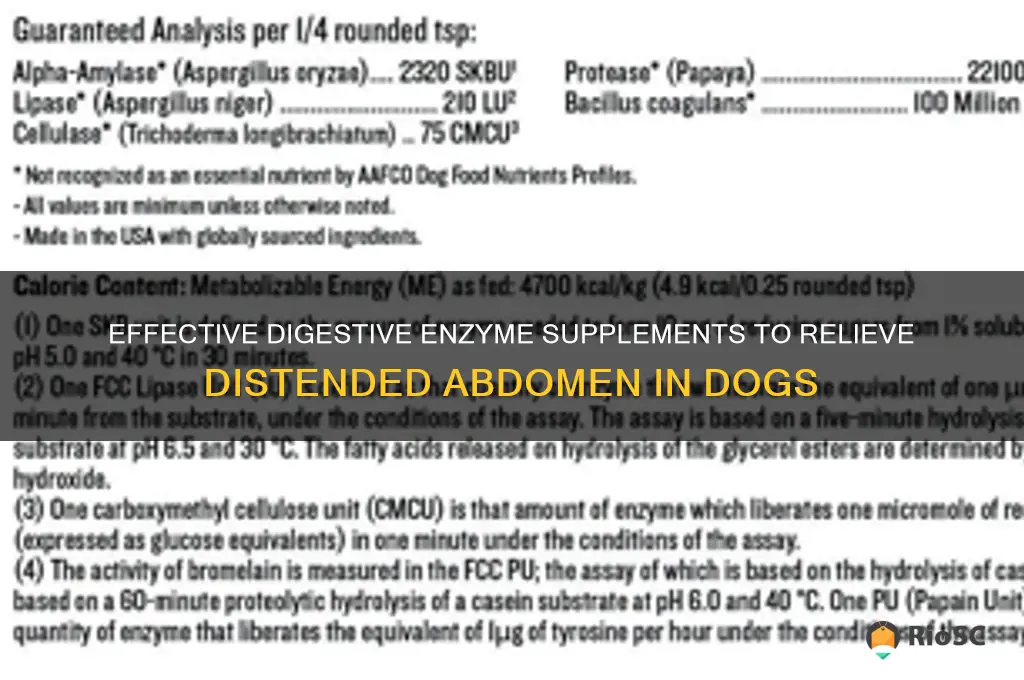 best digestive enzyme supplements for dog with distended abdomen