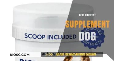 Top Digestive Supplements for Dogs: Enhance Your Pet’s Gut Health and Digestion