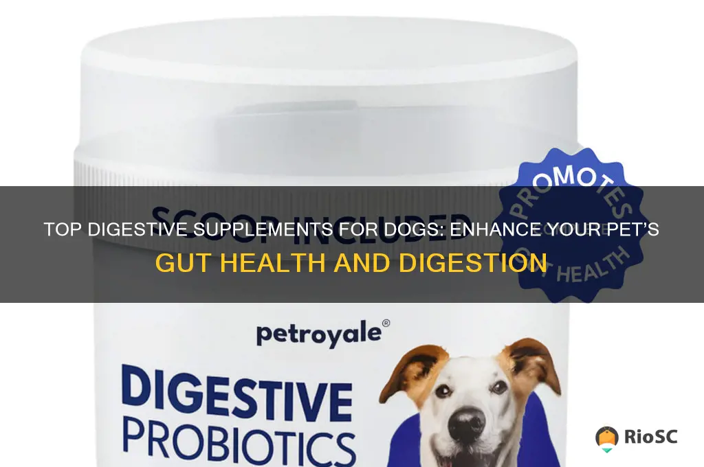 best digestive supplement dog