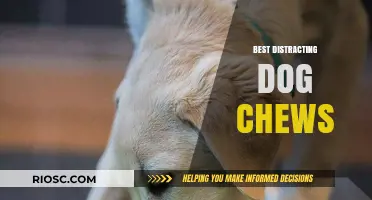 Top Distracting Dog Chews to Keep Your Pup Entertained and Calm
