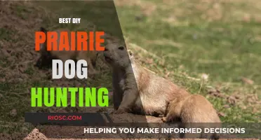Mastering DIY Prairie Dog Hunting: Top Tips, Gear, and Techniques for Success