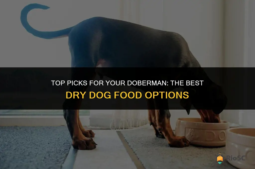 best doberman dry dog food