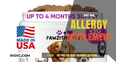 Top Dog Allergy Supplements to Relieve Itching and Promote Healthy Skin