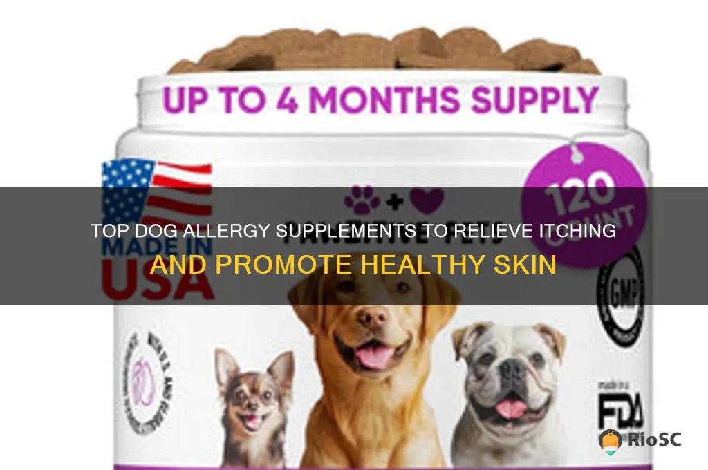 best dog allergy supplement