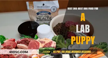 Nourishing Your New Companion: The Ultimate Guide to the Best Dog Food for a Lab Puppy