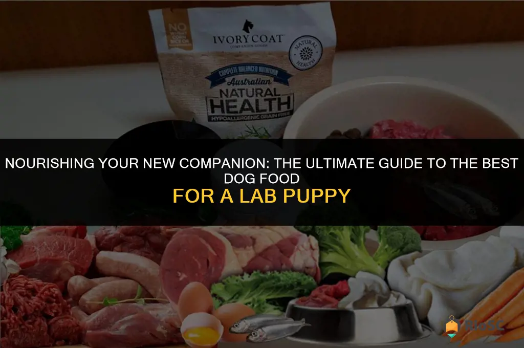 best dog best dog food for a lab puppy