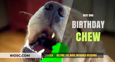 Celebrate Your Pup’s Special Day: The Ultimate Guide to the Best Dog Birthday Chew Treats