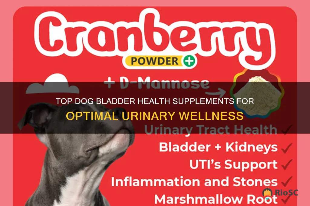 best dog bladder health supplements