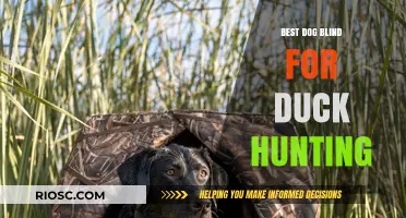 Top-Rated Dog Blinds for Duck Hunting: Enhance Your Retriever's Performance in the Field
