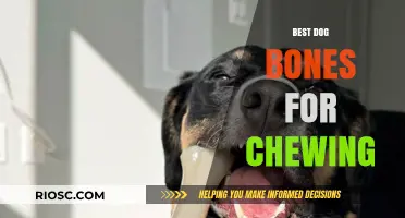 Top-Rated Dog Bones for Chewing: Safe and Durable Options for Your Pup