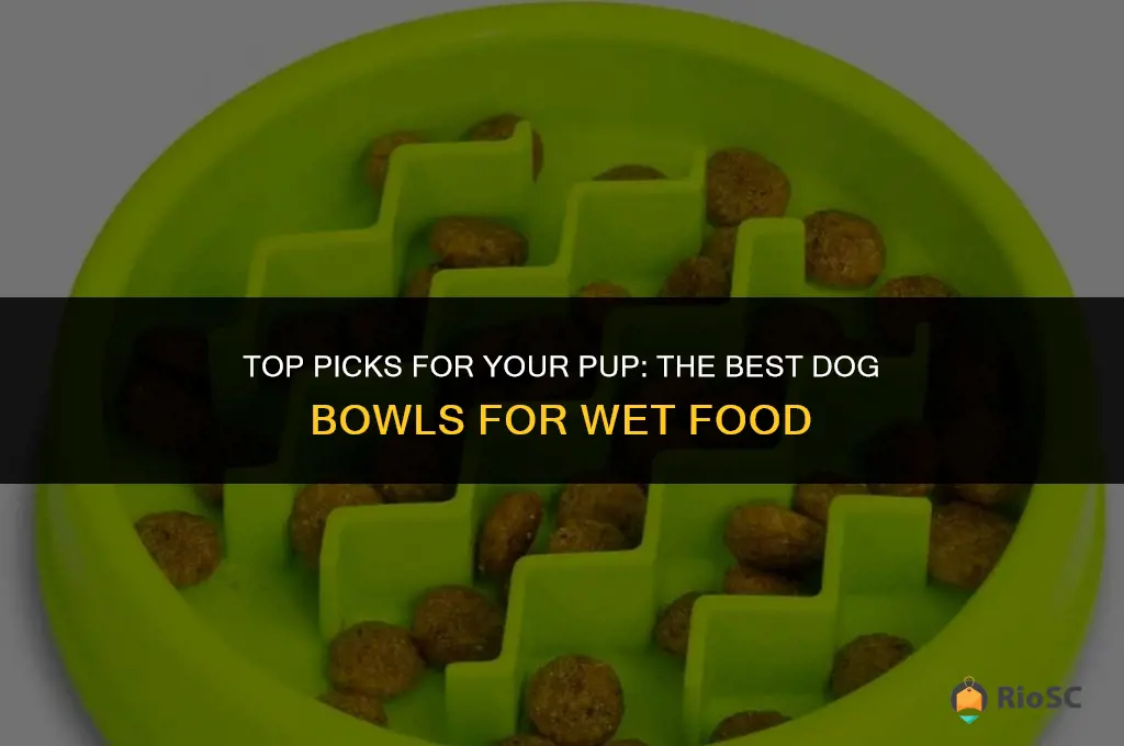 best dog bowl for wet food