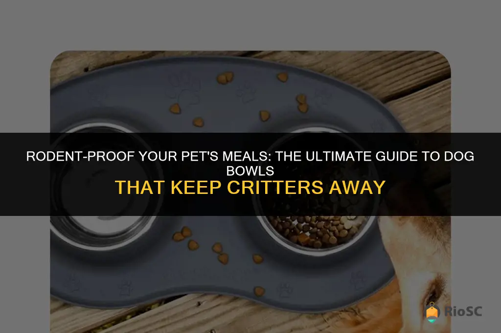 best dog bowl to keep rodents out of food