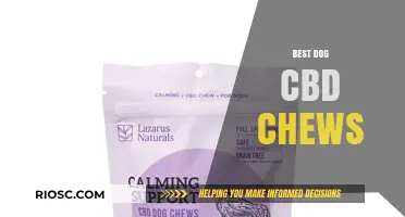Top-Rated CBD Chews for Dogs: Enhance Your Pet’s Wellness Naturally