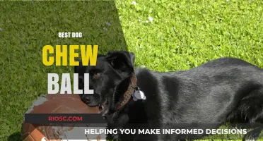 Top-Rated Dog Chew Balls: Durable, Safe, and Entertaining Options for Your Pup